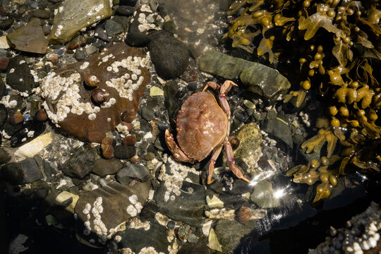 Atlantic rock crab crawling over barnacle covered rocks in New England