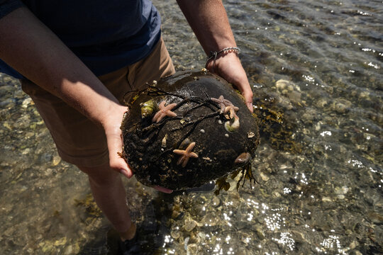 Teenage guy holding large rock covered in starfish and barnacles