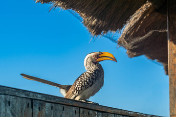 Southern yellow-billed hornbill on a ledge © Baz