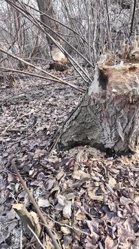 This riverbank became a beaver construction site. Their powerful teeth felled numerous trees for a dam.