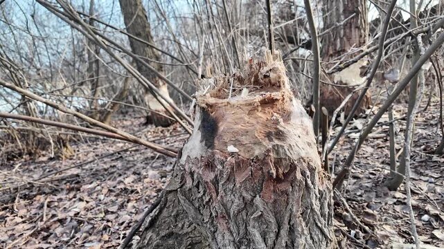 This riverbank became a beaver construction site. Their powerful teeth felled numerous trees for a dam.