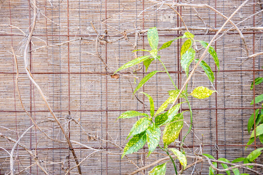 すだれと弦植物