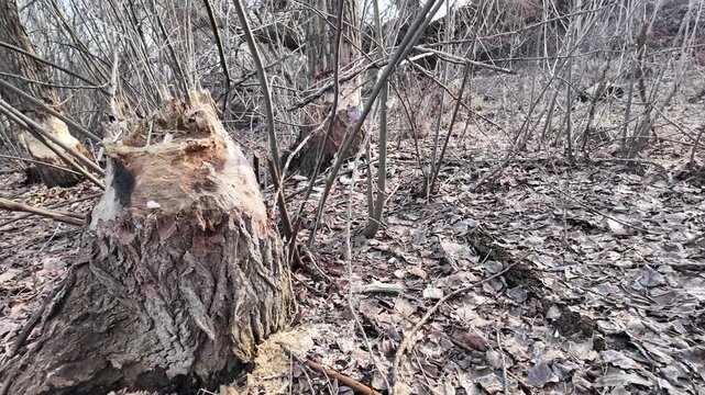This riverbank became a beaver construction site. Their powerful teeth felled numerous trees for a dam.