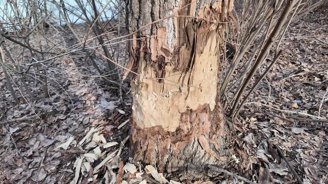 This riverbank became a beaver construction site. Their powerful teeth felled numerous trees for a dam.