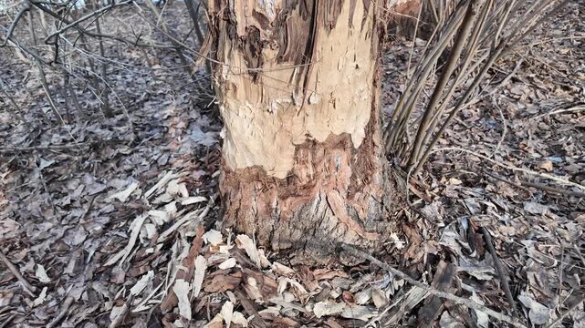 This riverbank became a beaver construction site. Their powerful teeth felled numerous trees for a dam.
