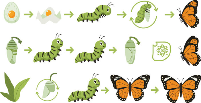 Butterfly life cycle stages from egg to caterpillar chrysalis and adult monarch, educational biology process diagram with arrows flat vector illustration