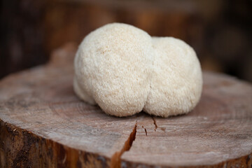 Lion's mane - Hericium erinaceus, medicinal mushroom, healthy fungus for brain function.  White fruiting body is built from long spines. © JoannaTkaczuk