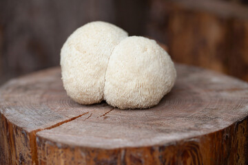 Lion's mane - Hericium erinaceus, medicinal mushroom, healthy fungus for brain function.  White fruiting body is built from long spines. © JoannaTkaczuk