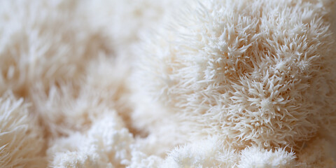 Lion's mane - Hericium erinaceus, medicinal mushroom, healthy fungus for brain function.  White fruiting body is built from long spines. © JoannaTkaczuk