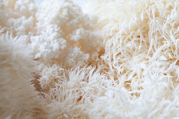 Lion's mane - Hericium erinaceus, medicinal mushroom, healthy fungus for brain function.  White fruiting body is built from long spines. © JoannaTkaczuk