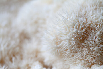 Lion's mane - Hericium erinaceus, medicinal mushroom, healthy fungus for brain function.  White fruiting body is built from long spines. © JoannaTkaczuk