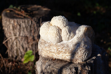 Lion's mane - Hericium erinaceus, medicinal mushroom, healthy fungus for brain function.  White fruiting body is built from long spines. © JoannaTkaczuk