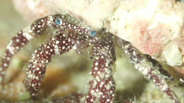 Close up underwater view of a dardanus megistos hermit crab cautiously emerging from its shell