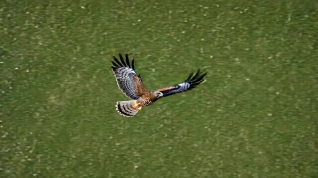 Soaring raptor overhead against green field