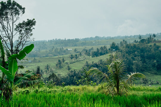 Green scenery with the wonderful vegetation in the mountains