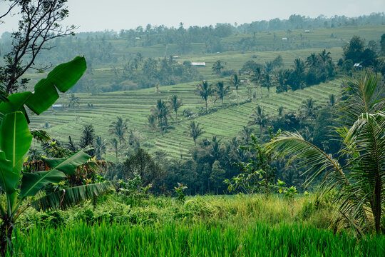 Wonderful landscape with the rice terraces in the mountains