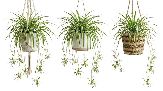 Three hanging spider plants with long, arching leaves and baby plantlets cascading down against a white background.
