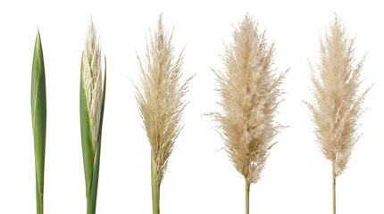 Fototapeta premium A sequence of images showing the growth stages of a pampas grass plume, from a closed bud to a fully bloomed feathery inflorescence. isolated on transparent background