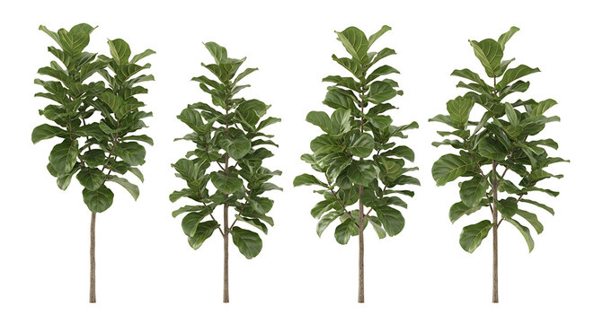 Four Fiddle Leaf Fig Trees with Large Green Leaves on Thin Stems Against a White Background.