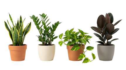 Obraz premium A collection of four potted houseplants, including a snake plant, ZZ plant, pothos, and rubber tree, displayed against a white background.