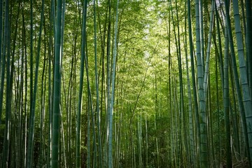 Fototapeta premium Dense bamboo grove with fresh green stalks and natural lighting