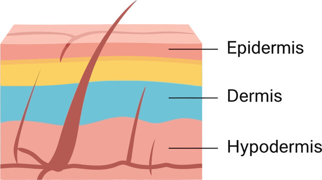 Skin Layers Anatomy Diagram Illustration