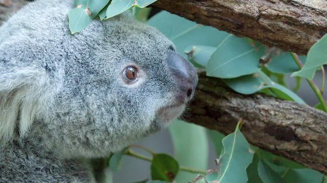 Australian Koala Eating Eucalyptus Leaves While Climbing a Tree Branch