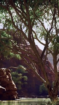 A large eucalyptus tree stands near a river in a canyon. The sun shines down, and rocky cliffs rise above the water. Green leaves contrast with the brown rocks around.