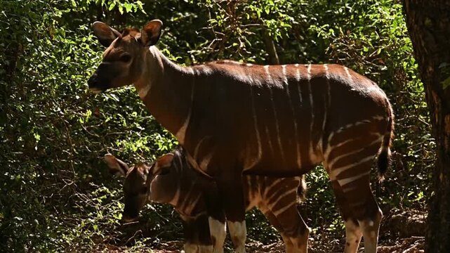 Bongo Antelope Mother and Calf Standing in Forest Foliage