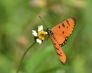 Naklejka premium Close up of a beautiful monarch butterfly feeding on a small flower