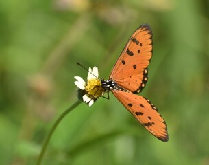 Fototapeta premium Close up of a monarch butterfly feeding on a small flower