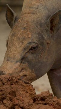 Babirusa Deer-Pig Foraging in Muddy Enclosure at Singapore Zoo
