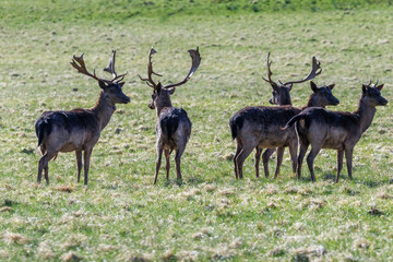 Damwild (Dama dama) © Rolf Müller