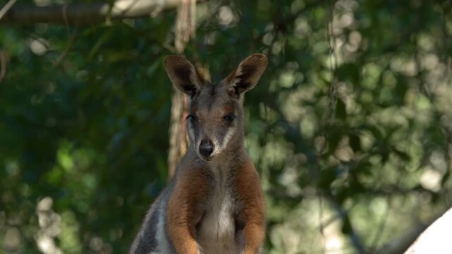 Swamp Wallaby Standing Still in a Lush Australian Forest