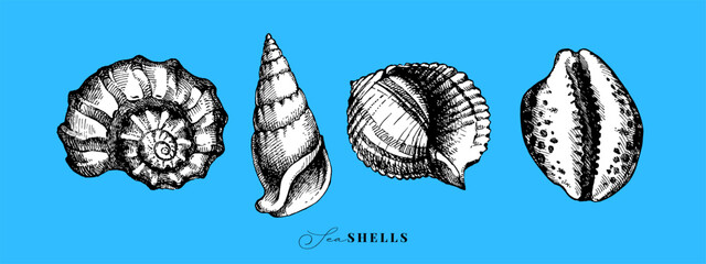 Hand drawn vintage sketch seashell set. Sticker collaction. Retro vector isolated illustration on blue background © pim