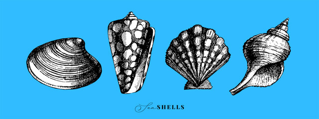 Hand drawn vintage sketch seashell set. Sticker collaction. Retro vector isolated illustration on blue background © pim