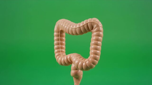 Rotating human large intestine anatomy model on green background.