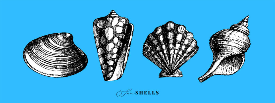 Hand drawn vintage sketch seashell set. Sticker collaction. Retro vector isolated illustration on blue background