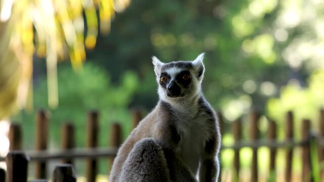 Ring-Tailed Lemur Sitting on a Wooden Fence in a Forest