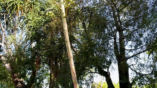 Tilt Up Shot of a Tall Flowering Agave Plant in a Tropical Garden