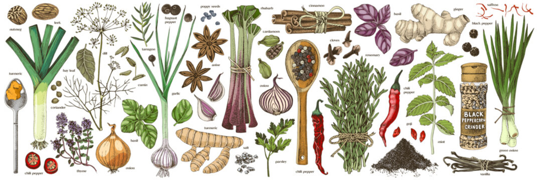 Herbs and spices hand drawn collection
