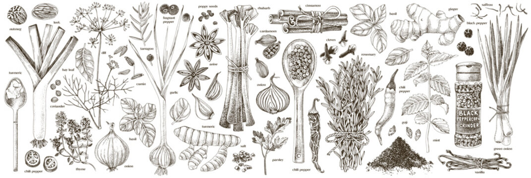 Herbs and spices hand drawn collection