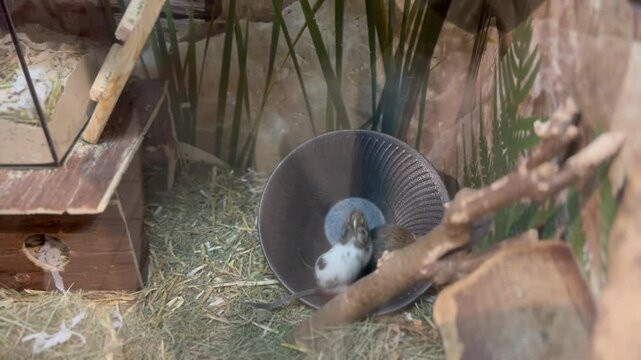 Domestic rats run in a wheel. Rats in the pet store.