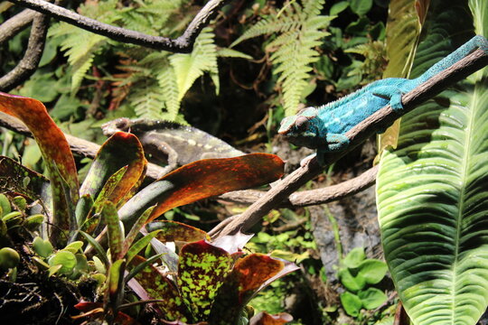 two lizards in the jungle, beautiful,