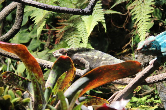 two lizards on a tree branch, beautiful leaves,
