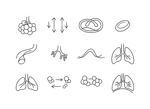 Gas Exchange Process. Minimalistic set one-line drawing alveoli sac cluster, oxygen entering arrows, carbon dioxide leaving arrows, capillary loop, red blood