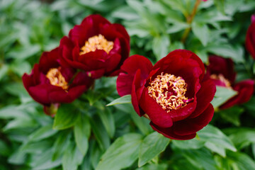 Fototapeta premium Dark Maroon Peony Chocolate Soldier In Summer Garden