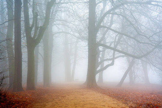 Fog in the forest