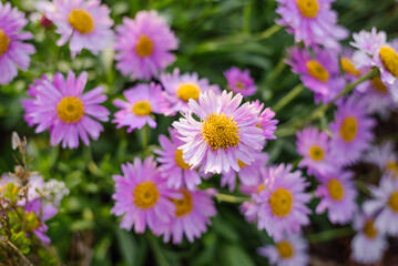 Obraz premium Pink Erigeron Aster Flowers in Summer Garden