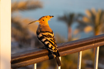 Common Hoopoe bird sitting on a balcony railing during golden hour sunset with blurry palm trees in Egypt © Dmitri